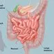 Picture of Intestines